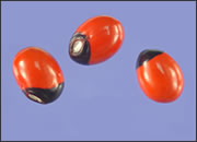Abrus Precatorius