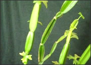 Cissus Quadrangularis