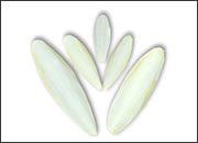 Cuttlefish Bone
