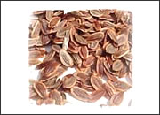 Dill Seeds