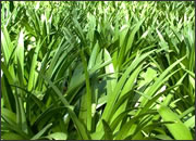 Green Grass
