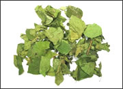 Gymnema Sylvestre