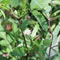 Eclipta Prostrata