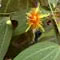 Passiflora