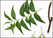 Melia Azadirachta (Neem products)