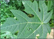 Pappaya Leaves
