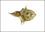 Pedalium Murex