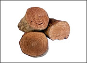 Salacia Reticulata