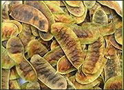 Sennapods