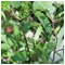 Eclipta Prostrata