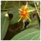 Passiflora