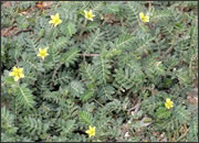 Tribulus Terrestris