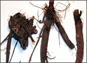 Yellow Dock Root